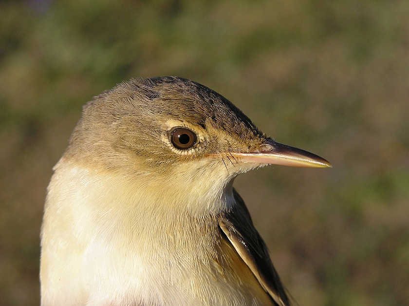 European Reed Warbler, Sundre 20080604